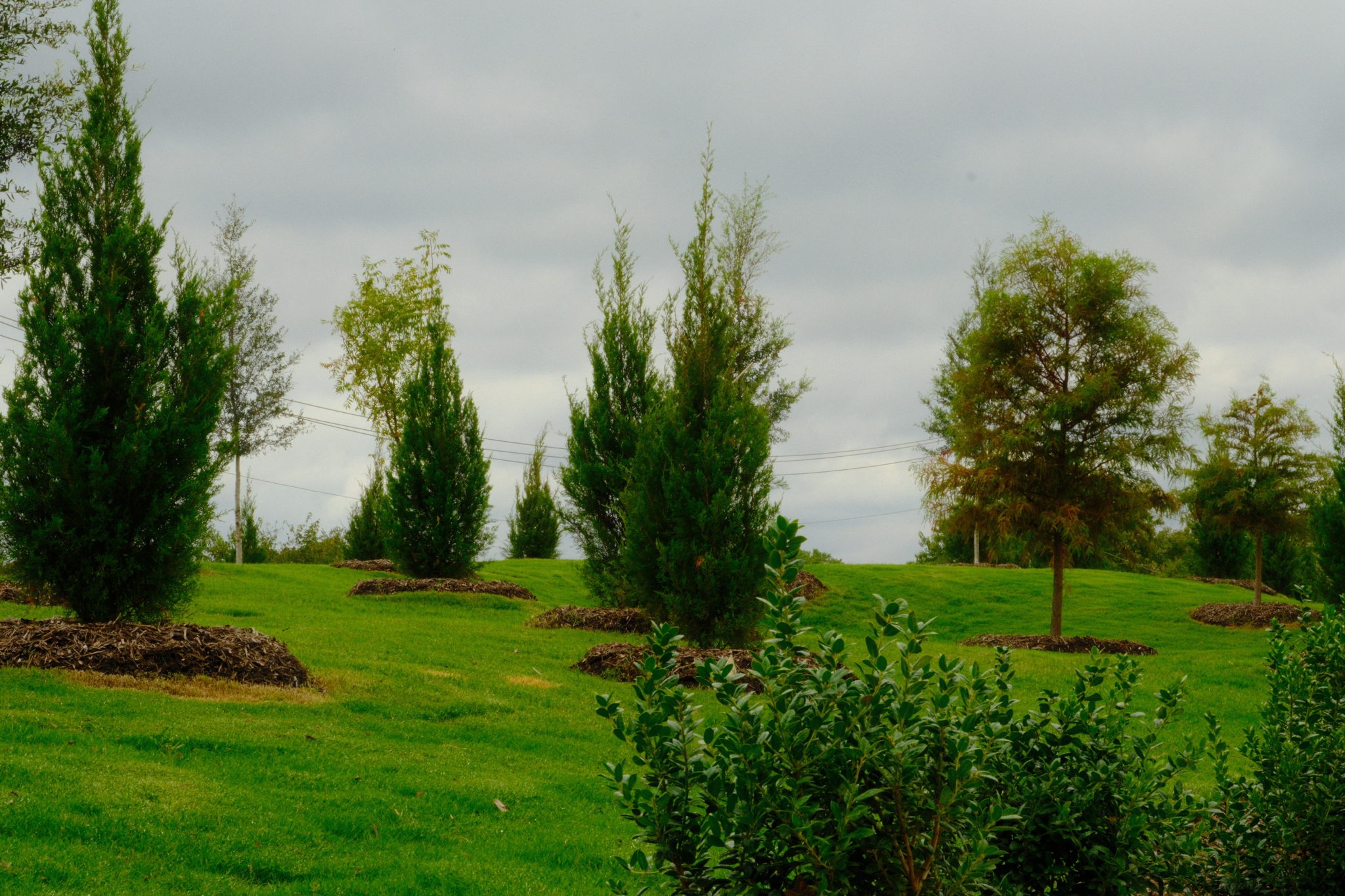 Commercial Landscaping DFW | Site Landscape Development